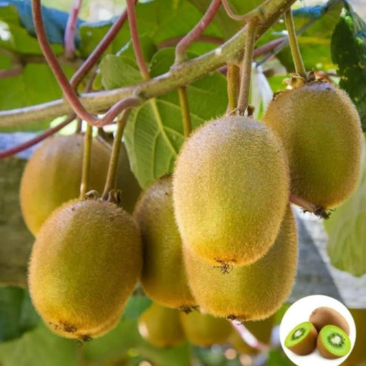 Kiwi Seeds For Home Planting