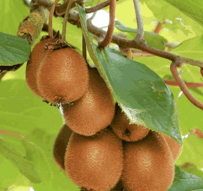 Kiwi Seeds For Home Planting