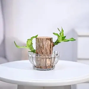 Green Brazil Wood Potted Plant (pack of 2)