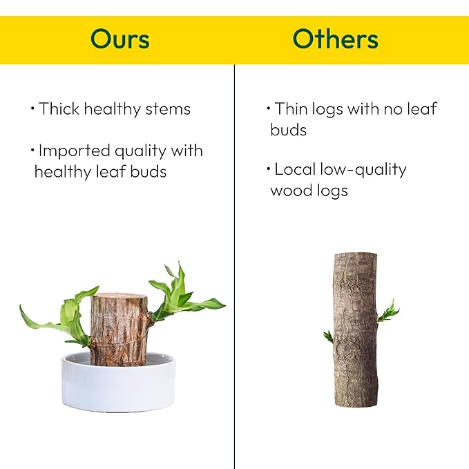 Green Brazil Wood Potted Plant (pack of 2)