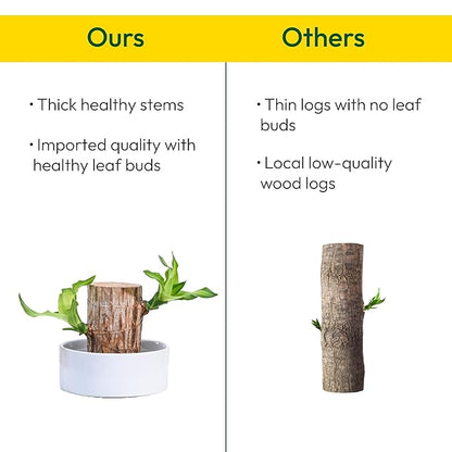 Green Brazil Wood Potted Plant (pack of 2)