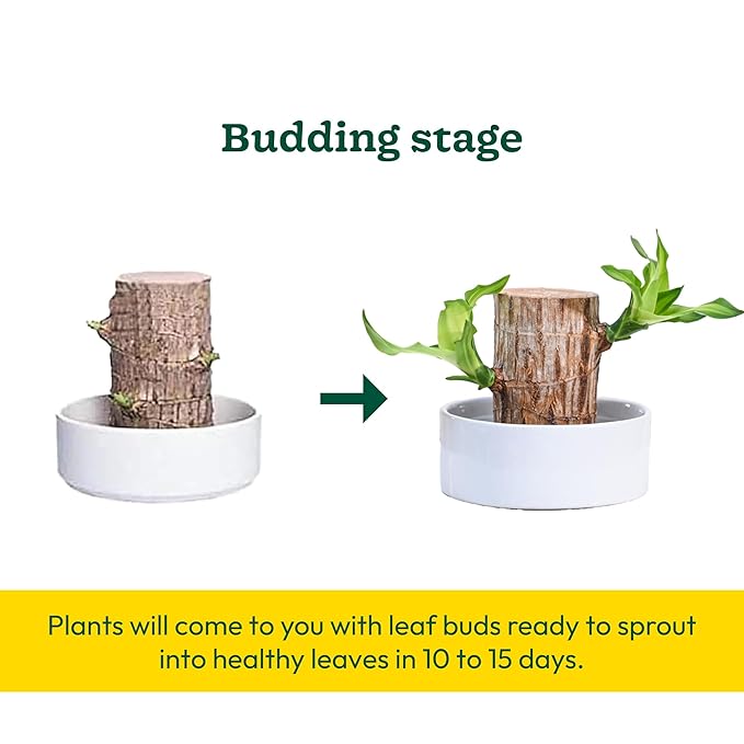 Green Brazil Wood Potted Plant (pack of 2)