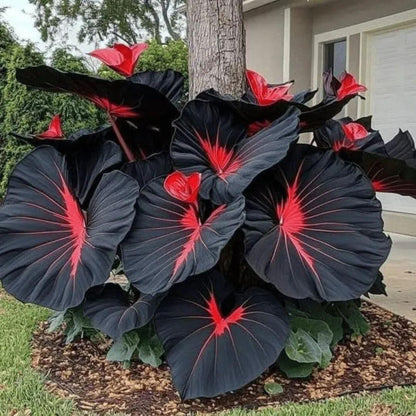 Black Hosta Seeds & Plant Growth Serum