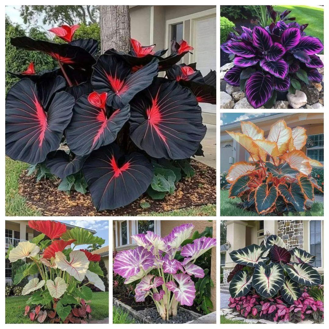 Black Hosta Seeds & Plant Growth Serum