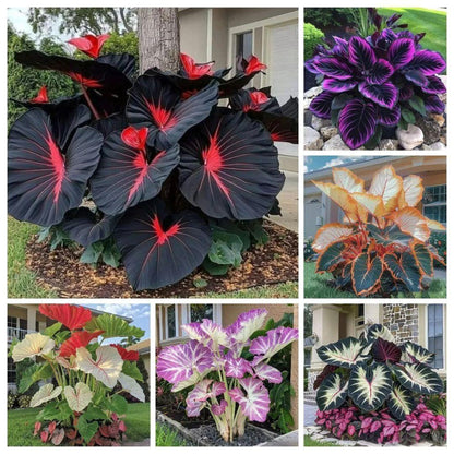 Black Hosta Seeds & Plant Growth Serum