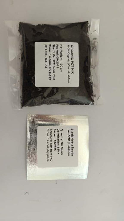 Black Hosta Seeds & Plant Growth Serum