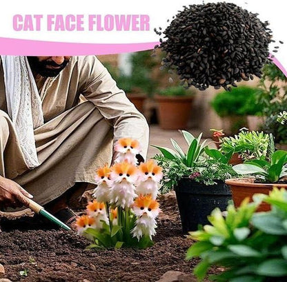 Cat Eye Dazzle Seeds & Plant Growth Serum